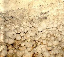Estratigrafia do Sítio MS-CP-22