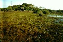 Sítio na Região do Rio Abobral - Fazenda Sta. Helena