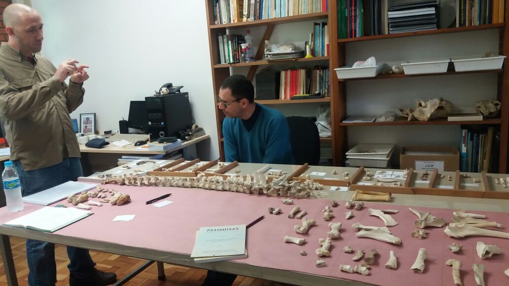 Perspectiva geral de material zooarqueológico passando pelo processo de identificação anatômica e taxonômica. Nesta etapa os remanescentes zooarqueológicos são objeto de uma arguição entre pares de especialistas para sua correta identificação e exclusão de possíveis incongruências.
